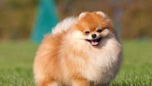 Pomeranian Spitz: Starostlivosť, popis, pletenie, výber šteňa